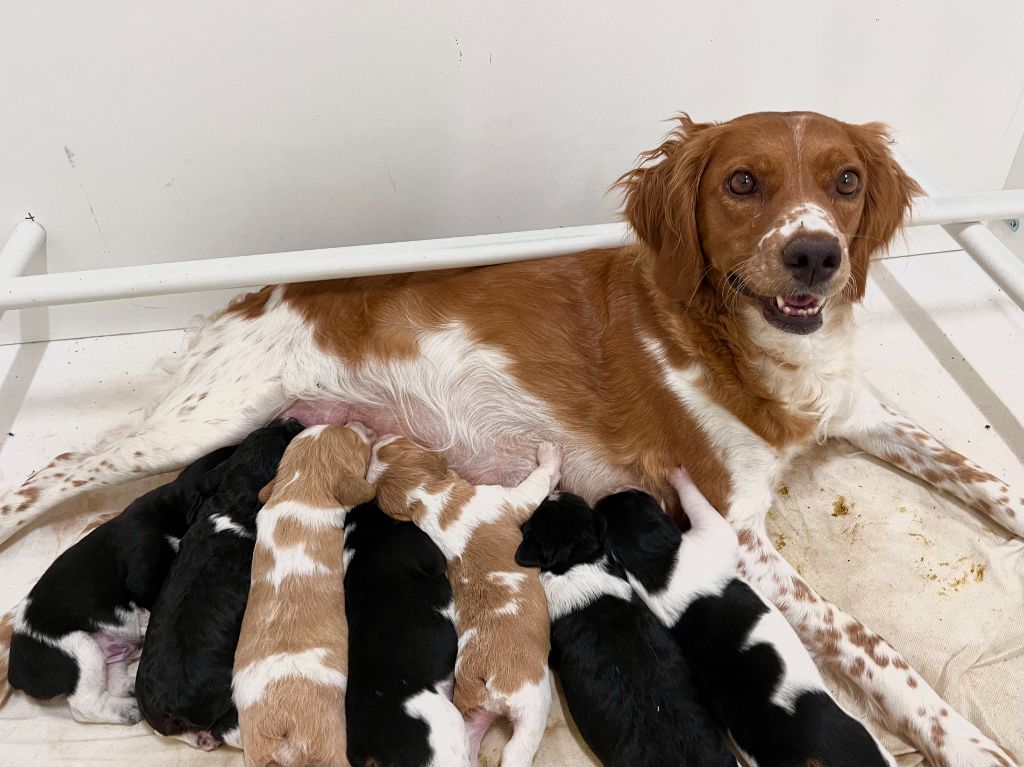 chiot Epagneul Breton du Mas De Paulon