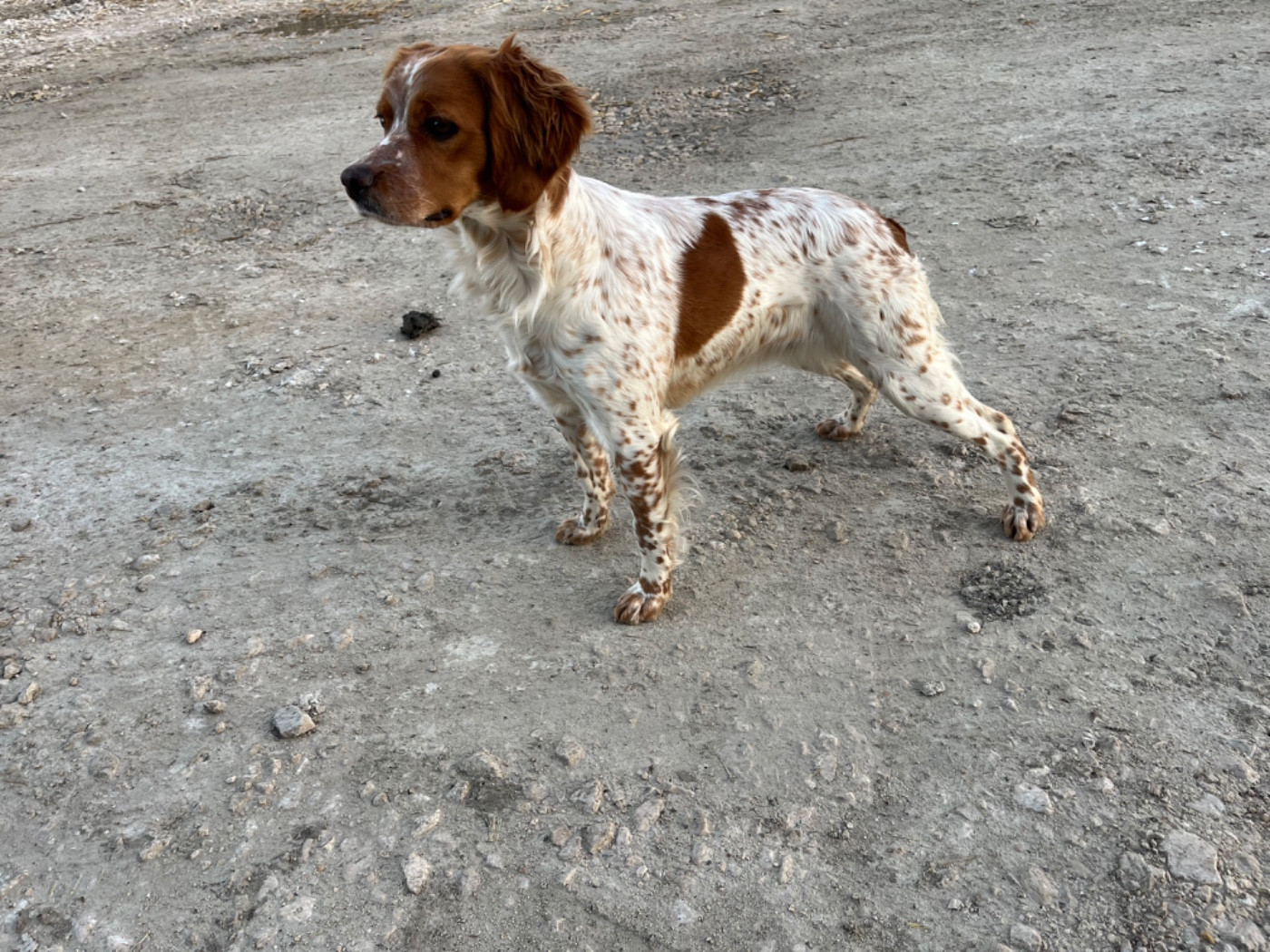 Alma du Mas De Paulon