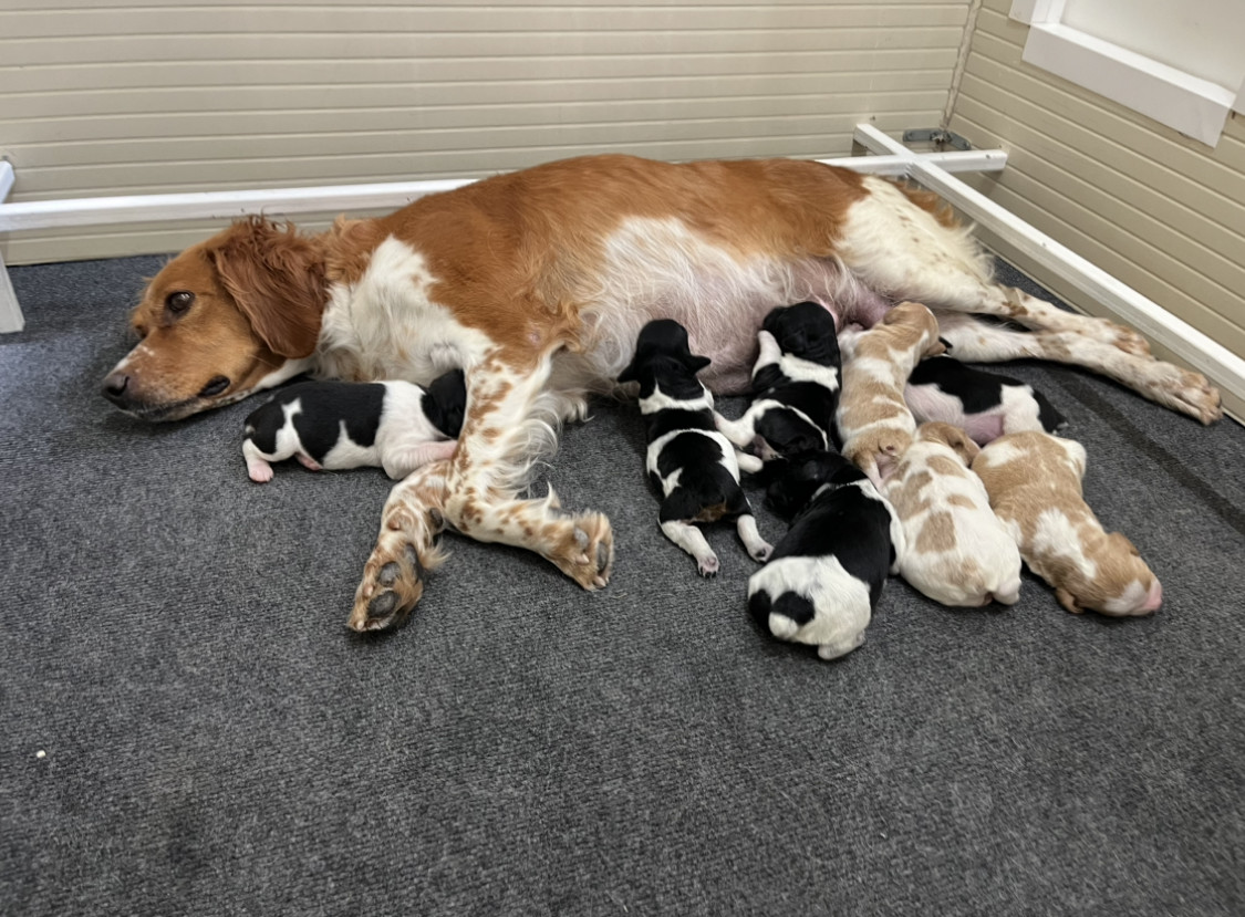 Chiot Epagneul Breton du Mas De Paulon