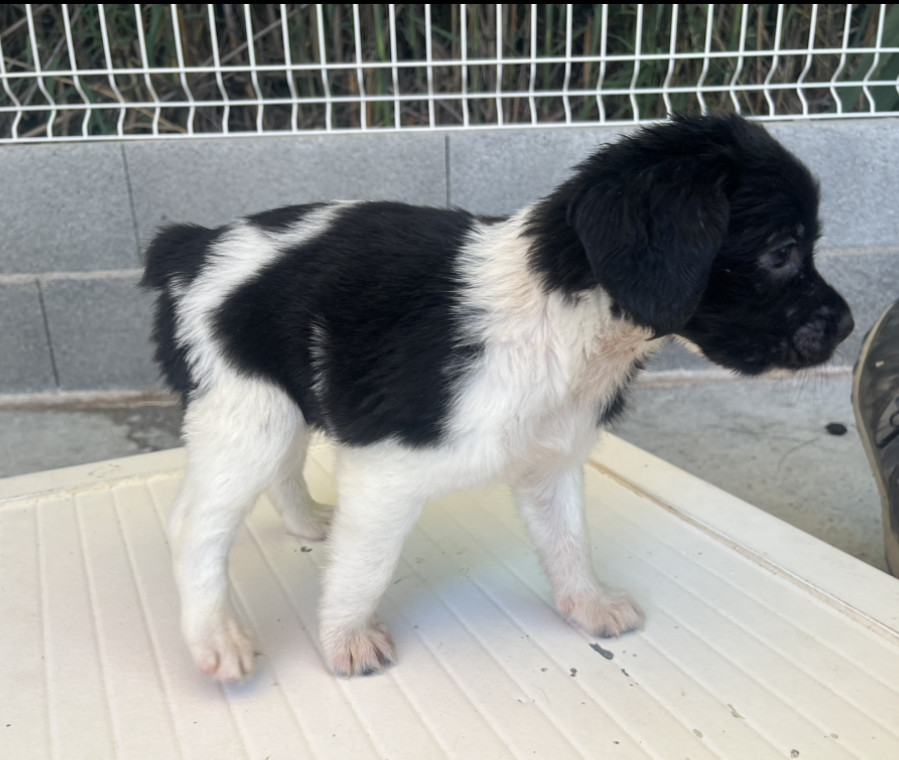 du Mas De Paulon - Chiots disponibles - Epagneul Breton