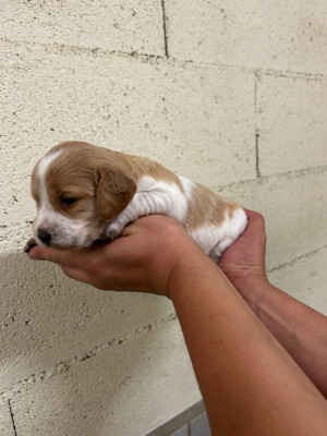 CHIOT 2