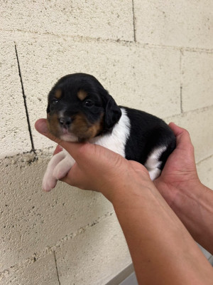 CHIOT 4