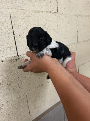 CHIOT 7