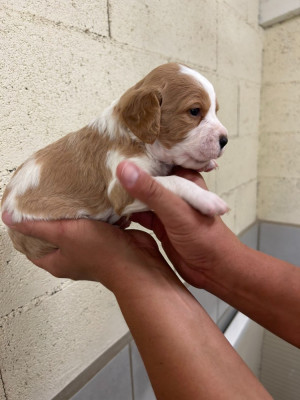 CHIOT 8