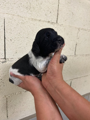 CHIOT 6